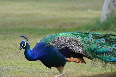 Close-up of peacock on field