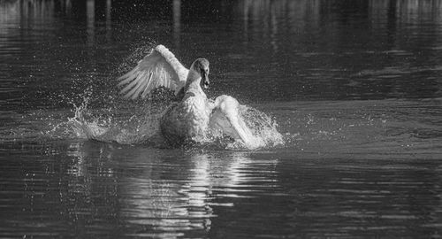 View of birds in water