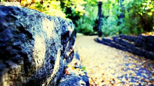 Close-up of plant against blurred background