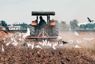 Rear view of man sitting in farm