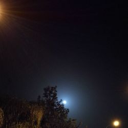 Low angle view of trees against clear sky