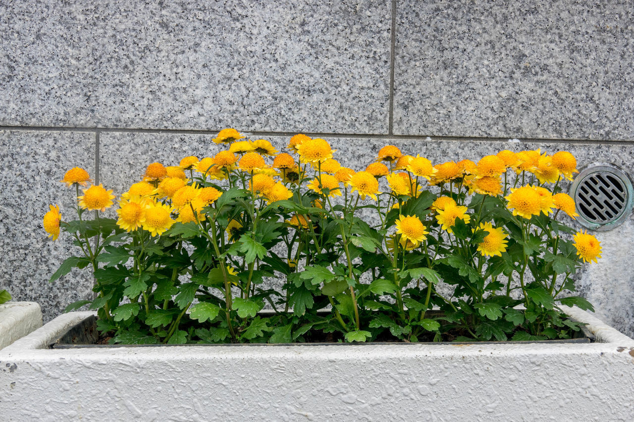 CLOSE-UP OF YELLOW FLOWERING PLANTS BY WALL