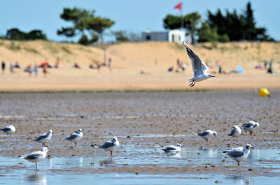 Seagulls flying over beach