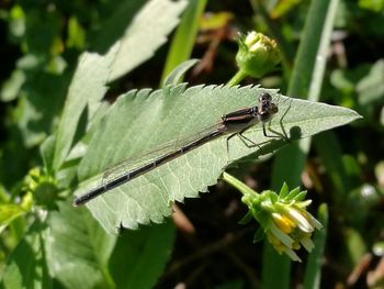 Close-up of grasshopper on leaf
