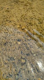 High angle view of crab in sand