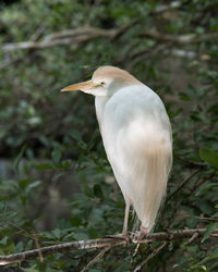 Close-up of heron perching on tree