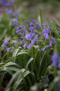 Close-up of purple flowering plants on field