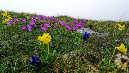 Close-up of purple crocus flowers on field