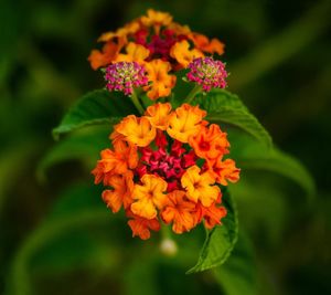 Close-up of orange flowers blooming outdoors