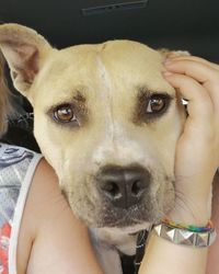 Close-up portrait of dog holding camera