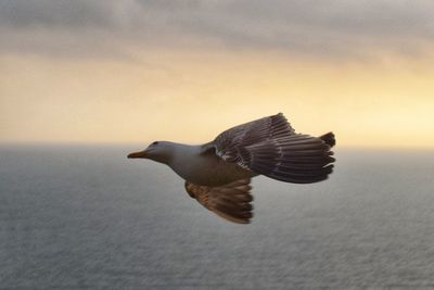 Bird flying over sea