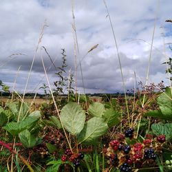 Close-up of plants growing on field against sky