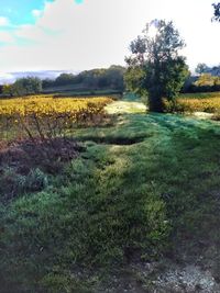 Scenic view of field against sky