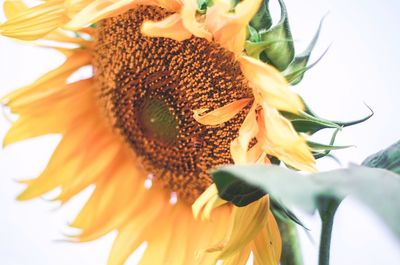 Close-up of sunflower