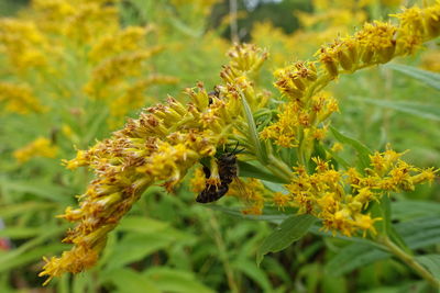 Close-up of insect on flower