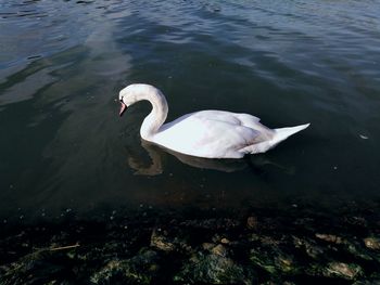 High angle view of swan swimming in lake