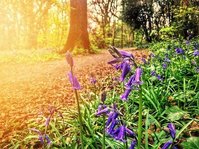 plant, purple, flowering plant, flower, nature, beauty in nature, tree, land, growth, freshness, day, sunlight, forest, outdoors, field, plant part, no people, green color, grass, fragility, springtime, flower head, iris, crocus