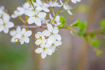 Beautiful white plum tree flowers blossoming during the spring.