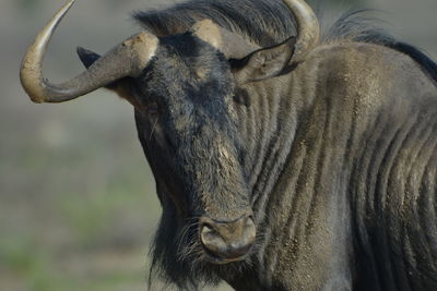 Close-up of a horse