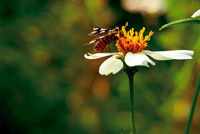 Close-up of butterfly pollinating on flower
