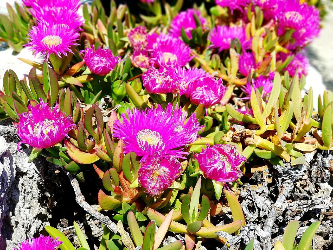 CLOSE-UP OF PURPLE FLOWERING PLANTS