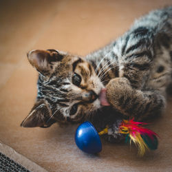 High angle view of cat with toy