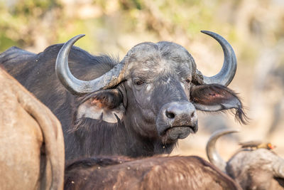 Buffalo standing on field