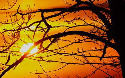 Low angle view of silhouette bare tree against orange sky