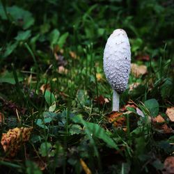 Close-up of mushroom growing on field