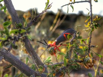 Close-up of insect perching on leaf