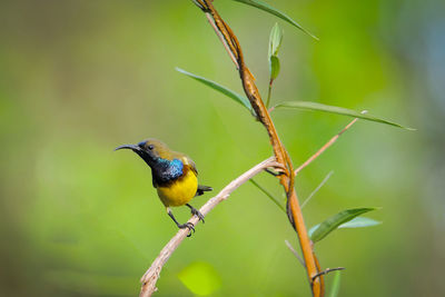 Close-up of bird perching on branch