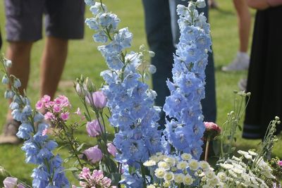 Close-up of purple flowers blooming outdoors