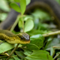 Close-up of frog on leaves