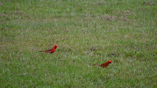 View of a bird on field