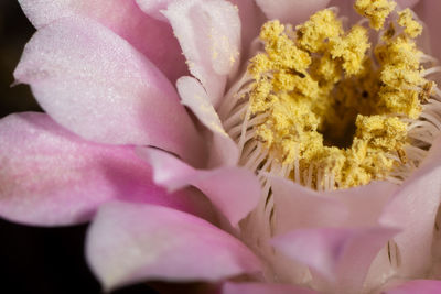 Close-up of pink rose flower