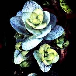 Close-up of flowers