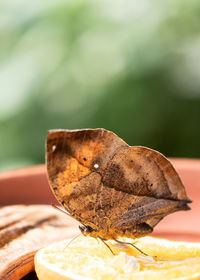 Close-up of orange on table