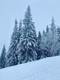 Snow covered pine trees in forest against sky