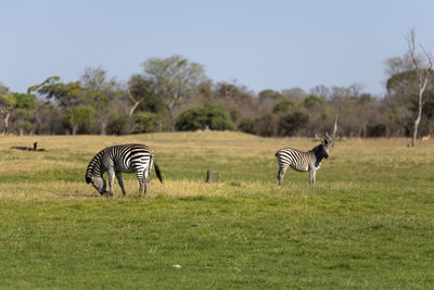 View of a zebra on field