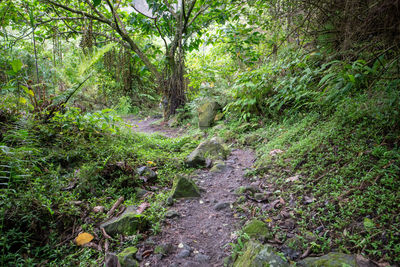 Trail amidst trees in forest