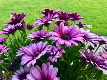 Close-up of pink flowers