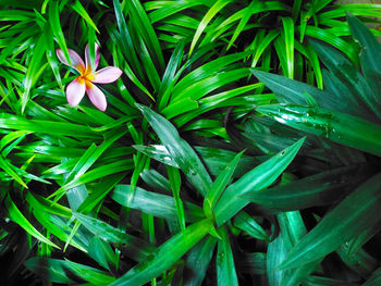 High angle view of flowering plants on grass