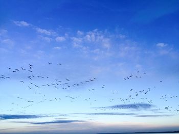 Low angle view of silhouette birds flying against sky