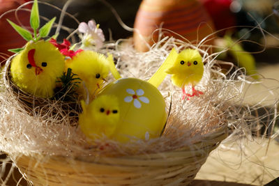 Close-up of birds in nest