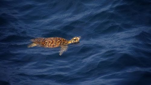 Olive ridley sea turtle which found in east coast malaysia sea.