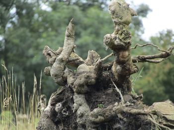 Close-up of dead tree trunk