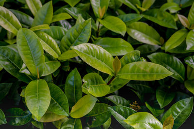 Full frame shot of green leaves