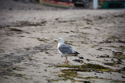 Seagull perching on a land