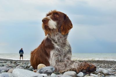 Dog looking at sea shore against sky