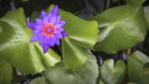 Close-up of purple flower